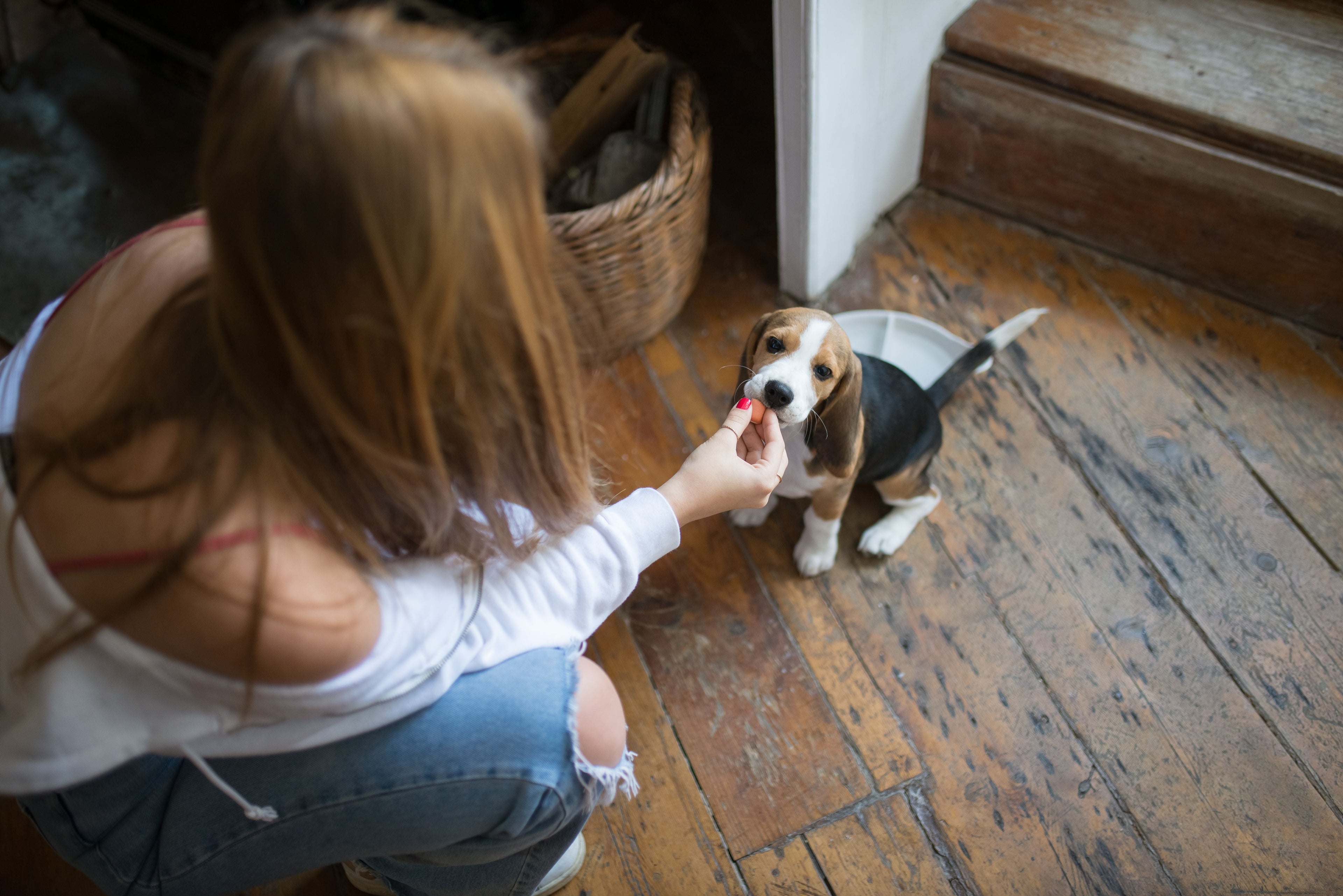 Must-Have Products for New Dog Owners (UK Guide) | The Coastal Canine - The Big Pet Shop
