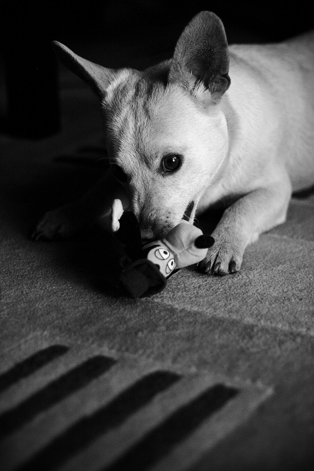 A black-and-white close-up photo of a small light-colored dog lying on a carpet while chewing a plush toy.