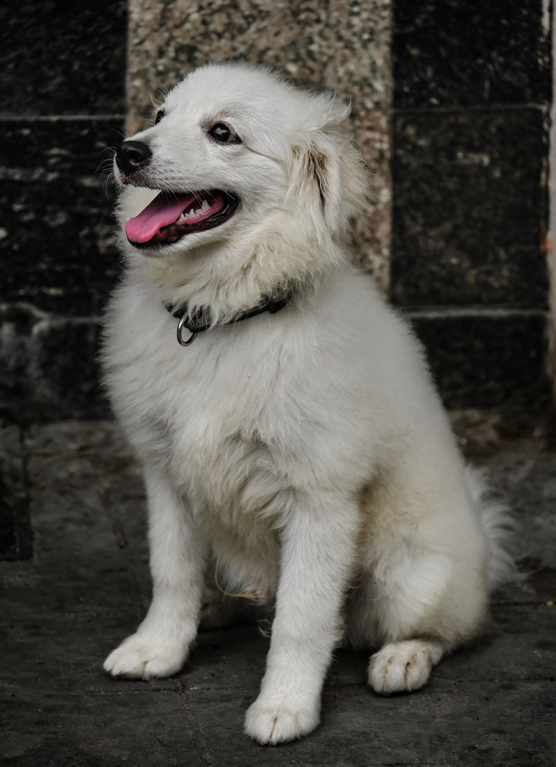 How to Help Dogs Cope With Changes at Home — The Complete Science Guide - The Big Pet Shop