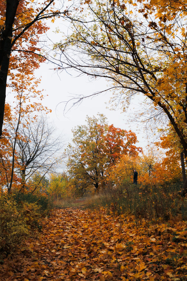 Common Autumn Hazards for Dogs: Conkers, Acorns and Fungi - The Big Pet Shop
