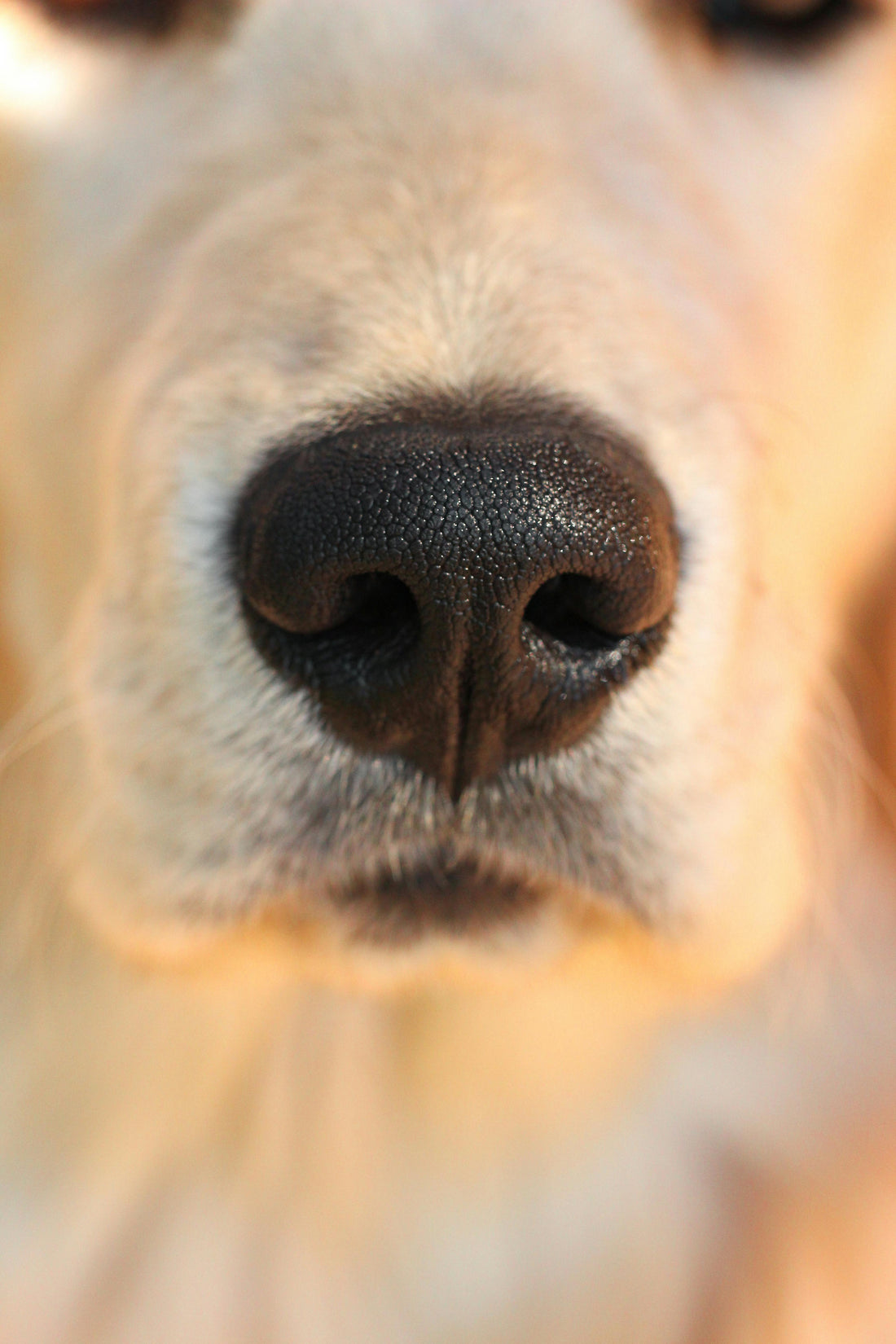 The Sensory Map: Why Your Dog’s Nose is the Key to a Better Walk - The Big Pet Shop