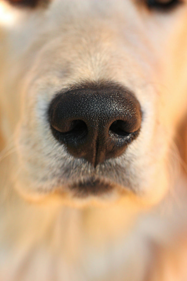 The Sensory Map: Why Your Dog’s Nose is the Key to a Better Walk - The Big Pet Shop