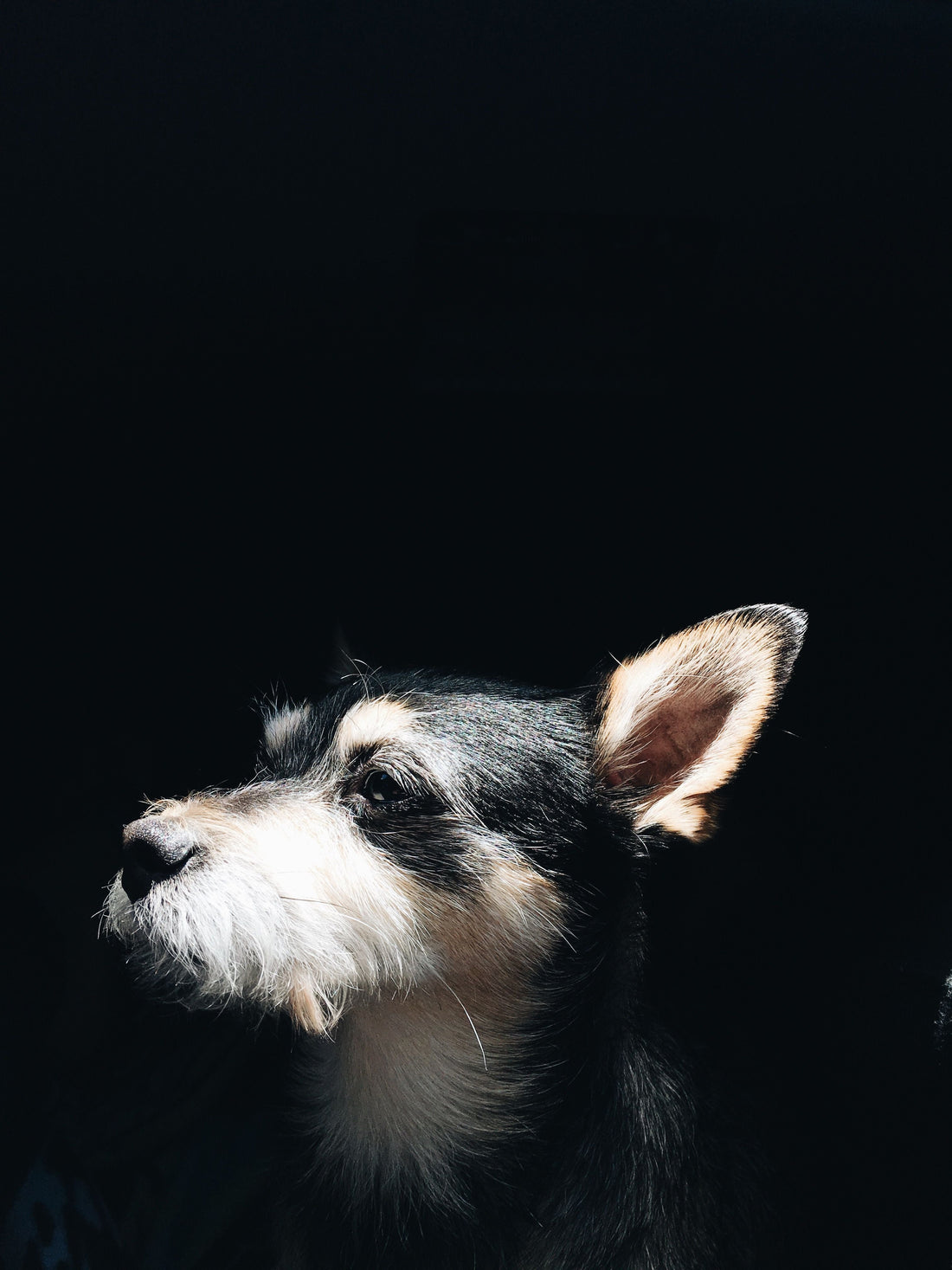 A close-up portrait of a small black, white, and tan dog gazing upward into a beam of natural light.