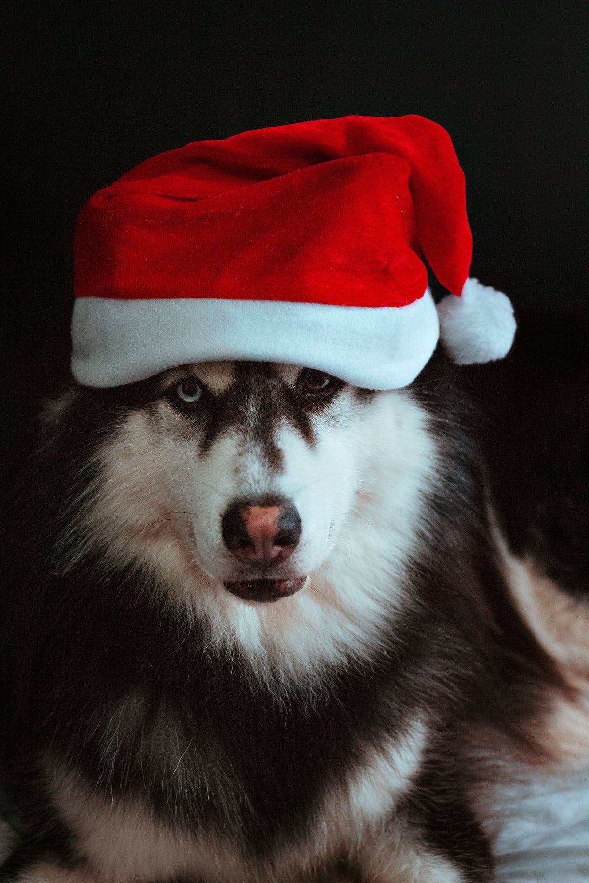How to Choose a Safe Christmas Present for Your Dog - The Big Pet Shop