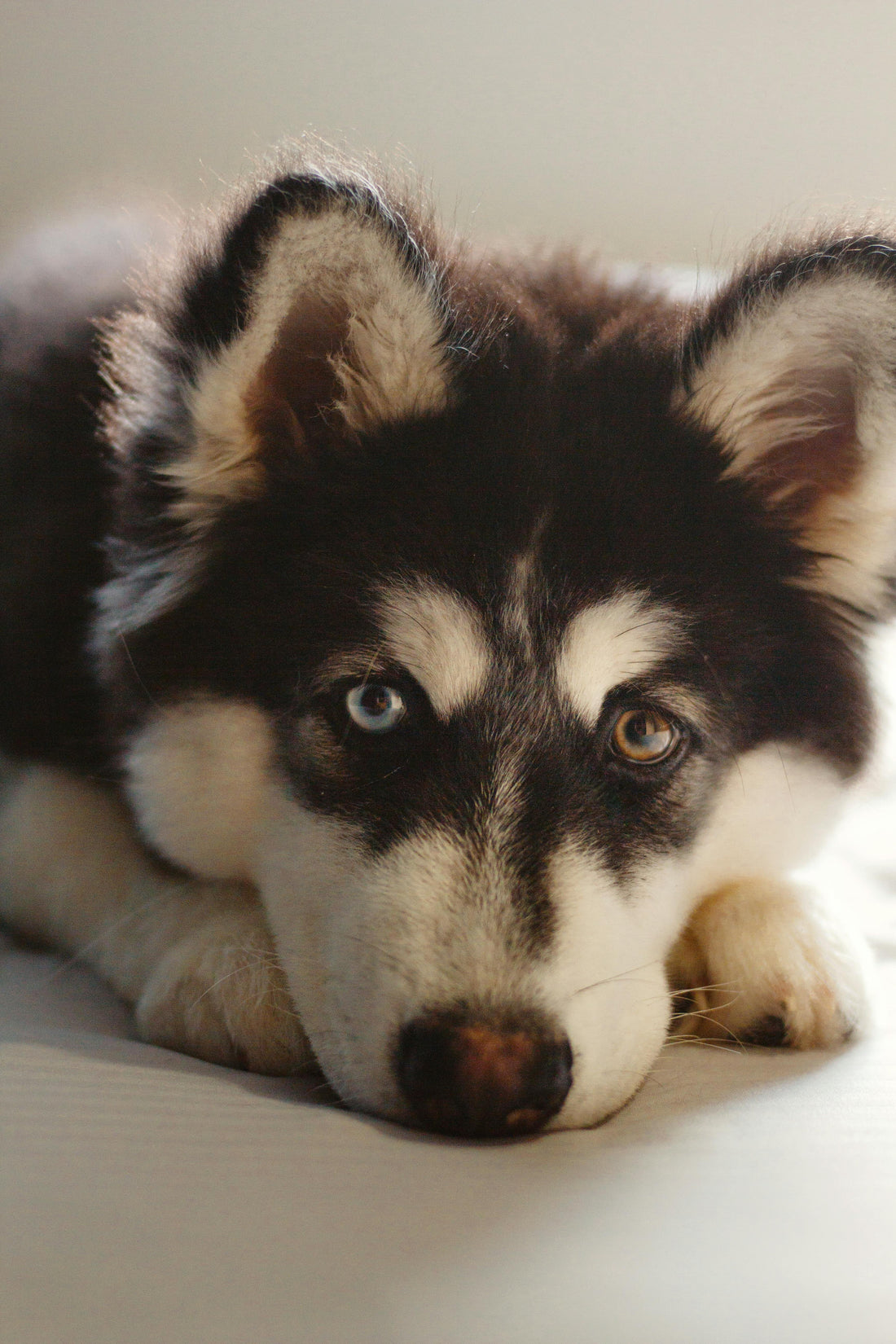 The "Parking Brake" Problem: Why Some Dogs Refuse to Walk - The Big Pet Shop