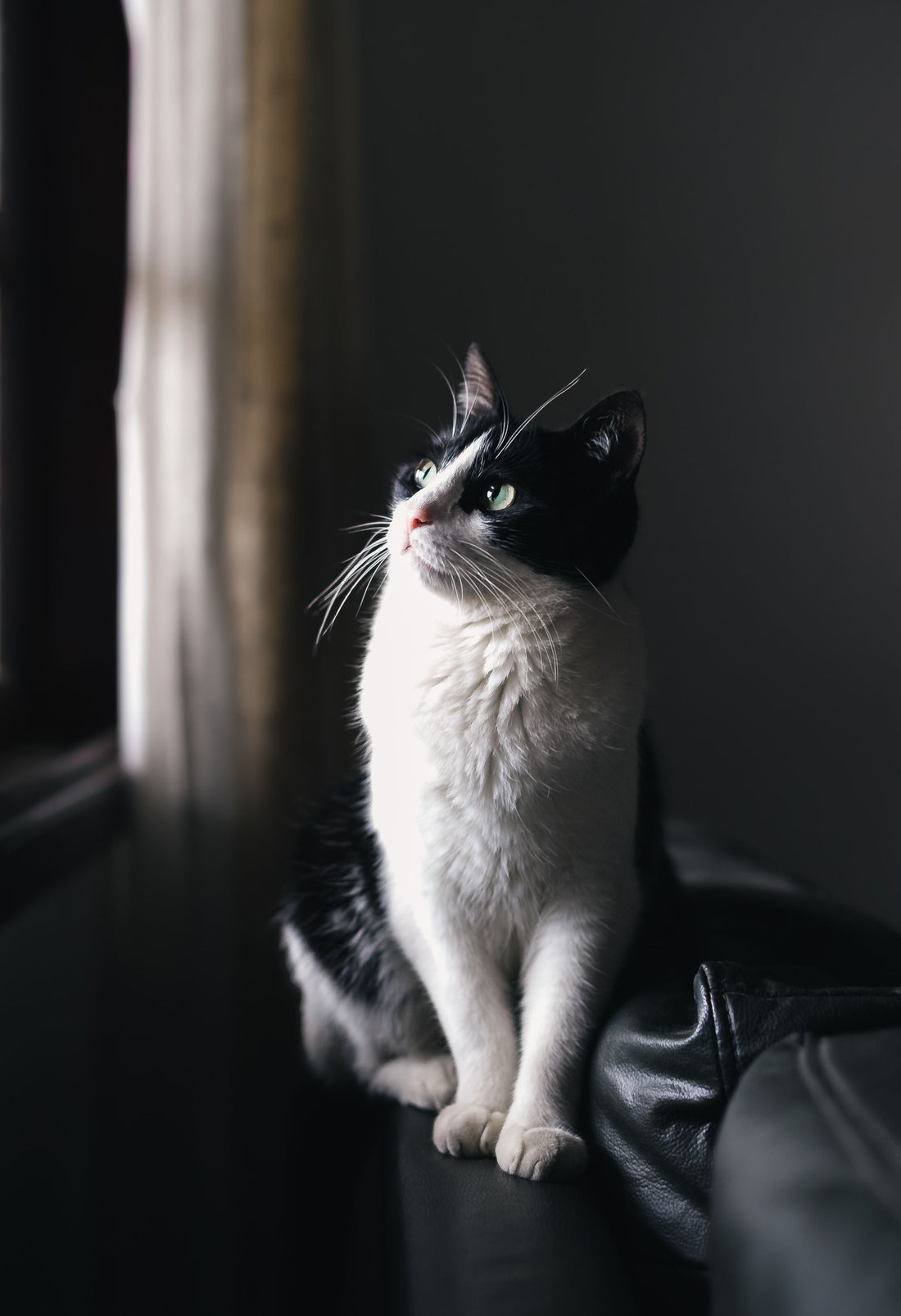 Indoor Cat Exercise Ideas — The Complete Science-Backed Guide - The Big Pet Shop