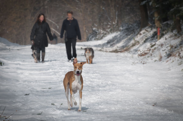 Signs of Hypothermia in Dogs and What to Do - The Big Pet Shop