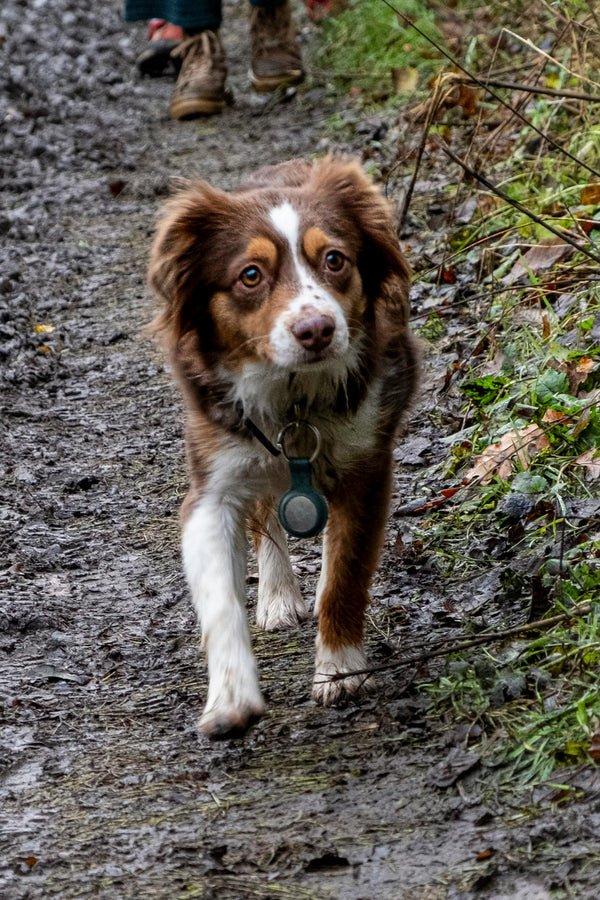 What to Do if Your Dog Gets Muddy on Walks — The Complete UK Guide - The Big Pet Shop