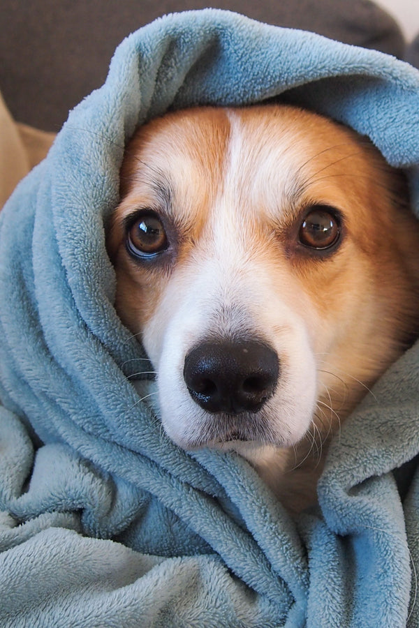 Best Blankets for Dogs That Feel the Cold — The Complete UK Guide - The Big Pet Shop