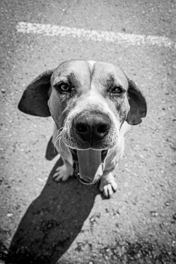 Signs Your Dog Trusts You — The Science Behind The Bond - The Big Pet Shop