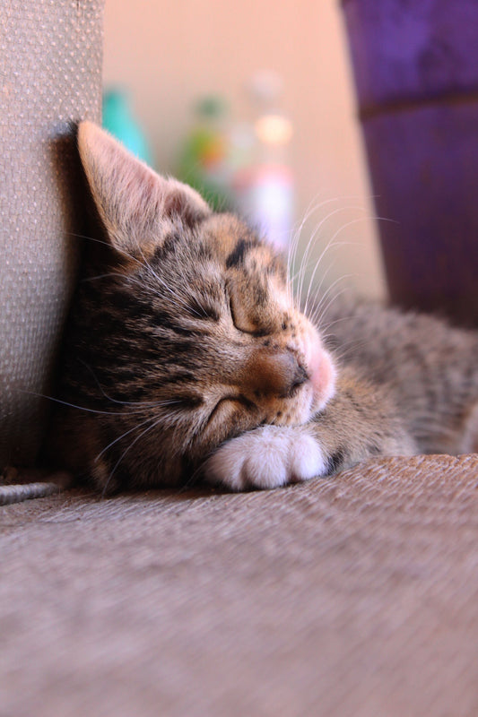 How to Create a Comfortable Space for Cats — The Complete Science Guide - The Big Pet Shop