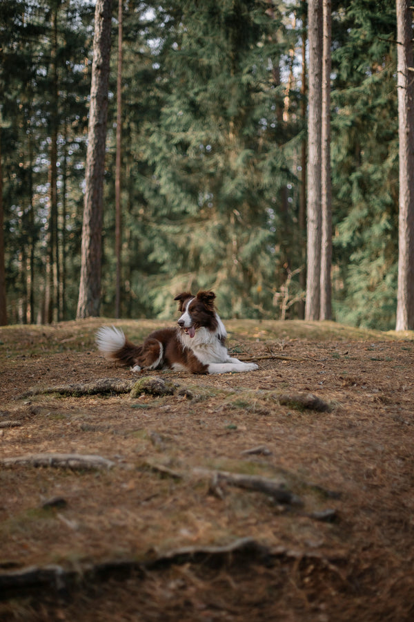 How to Make Walks More Relaxing for Nervous Dogs — The Complete Science Guide - The Big Pet Shop