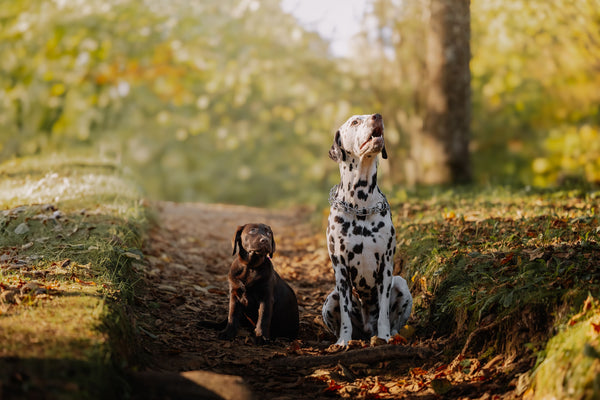 How to Introduce a New Puppy to an Older Dog - The Big Pet Shop