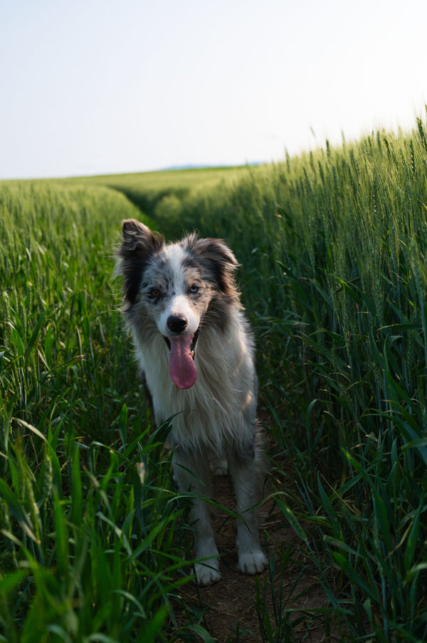 Signs Your Dog Has Picked Up Grass Seeds or Harvest Mites - The Big Pet Shop