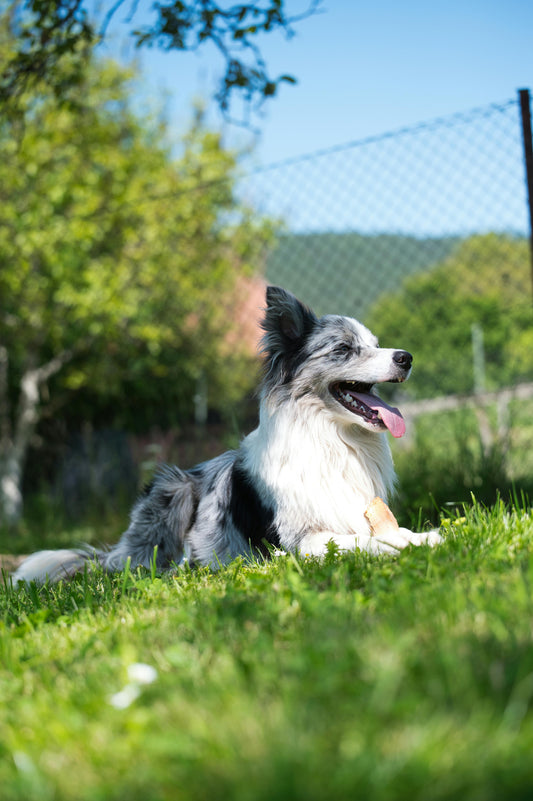 Ways to Help Dogs Stay Cool in Hot Weather — The Complete UK Guide - The Big Pet Shop