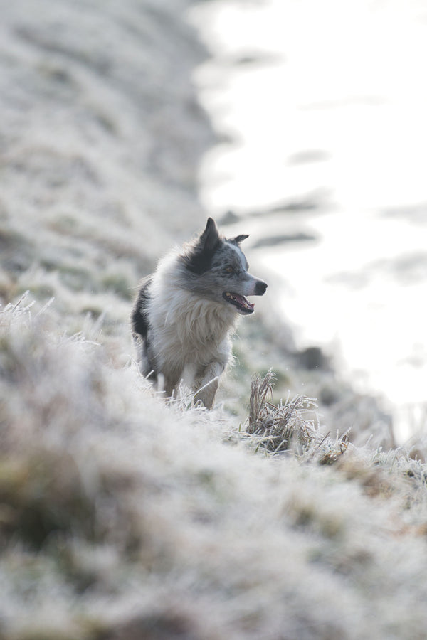 Is Antifreeze Dangerous for Dogs? What Every Owner Should Know - The Big Pet Shop