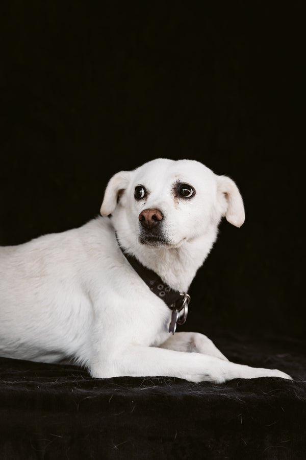 What to Do if Your Dog Bolts During Fireworks - The Big Pet Shop