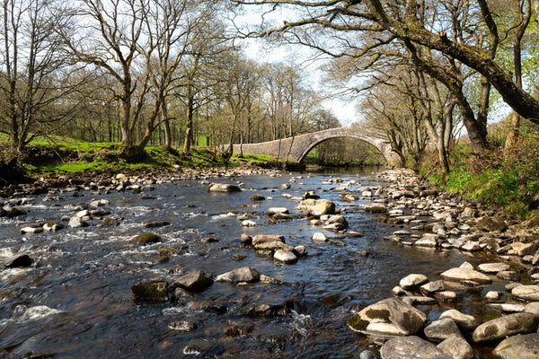 Exploring Whalley and the Ribble Valley With Your Dog - The Big Pet Shop