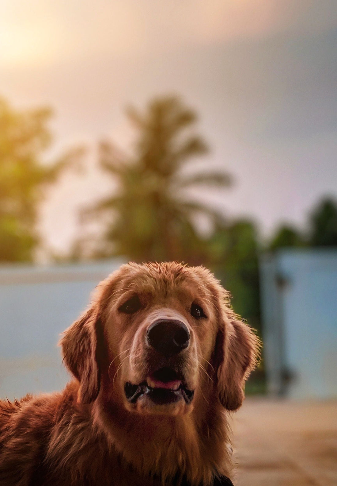 Summer Safety Tips for Dog Owners in the UK — The Complete 2026 Guide - The Big Pet Shop