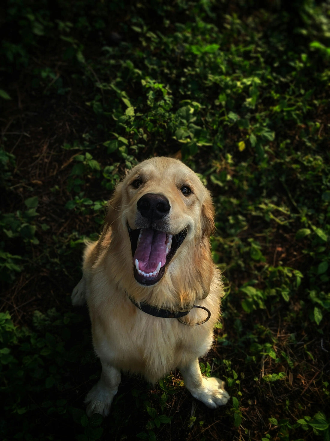 The Biomechanics of Canine Wellness: A Comprehensive Guide to Lead-Walking Safety and Orthopedic Recovery - The Big Pet Shop