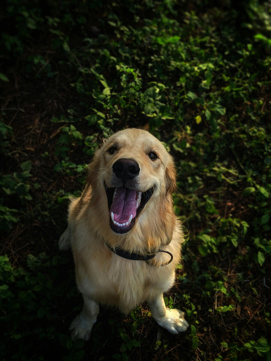 The Biomechanics of Canine Wellness: A Comprehensive Guide to Lead-Walking Safety and Orthopedic Recovery - The Big Pet Shop