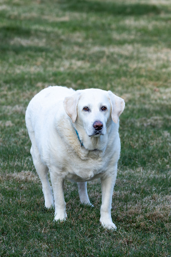 How to Help an Overweight Dog Lose Weight Safely - The Big Pet Shop