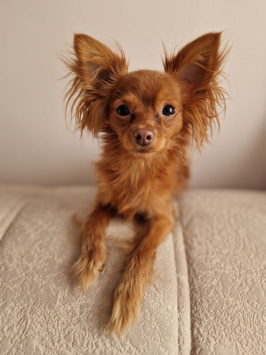 A small long-haired brown Chihuahua rests its front paws on a soft cream sofa, looking directly at the camera with large dark eyes.
