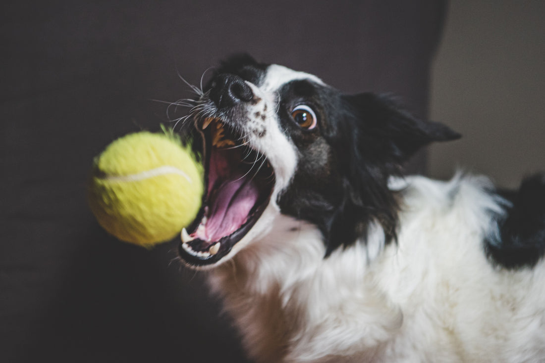 A black-and-white Border Collie lunges excitedly toward a bright yellow tennis ball with its mouth wide open and eyes focused on the catch.