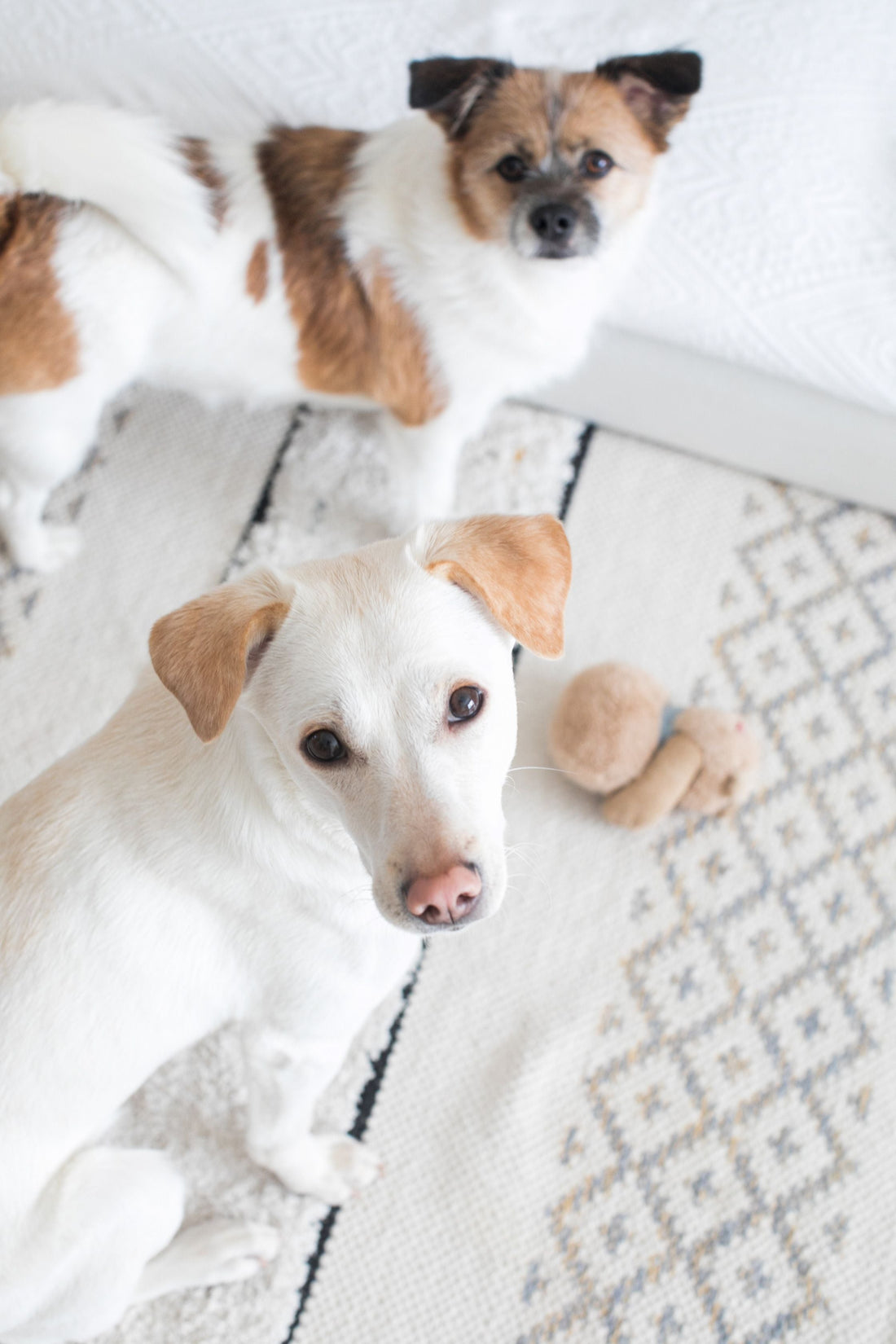 Two small dogs look up toward the camera while standing on a light-colored patterned rug indoors.