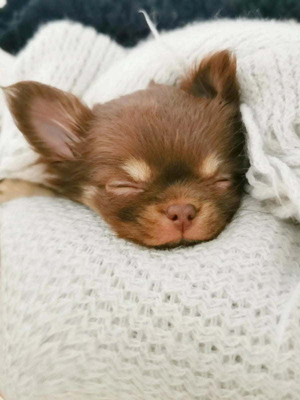 Why Your Dog Is Stressed (And How One Bed Can Fix It) - The Big Pet Shop