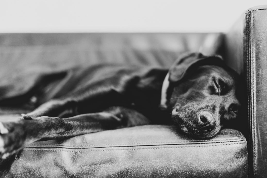 Why Your Dog’s Bed Is Flattening: The Science of Orthopedic Support vs. Cheap Polyester Fill - The Big Pet Shop
