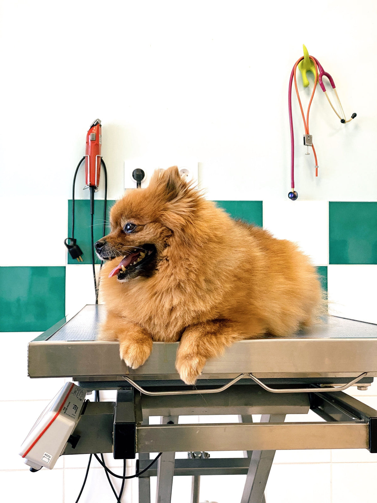 How to Help a Dog That's Scared of the Vet - The Big Pet Shop