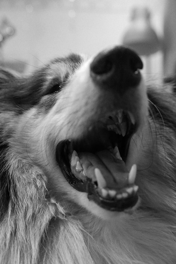 Common Signs of Dental Problems in Dogs - The Big Pet Shop