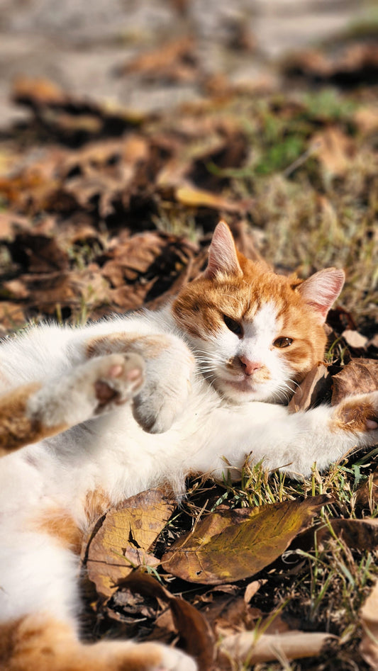 A ginger-and-white cat lies on its back among dry autumn leaves and patches of grass, stretching one front paw toward the camera