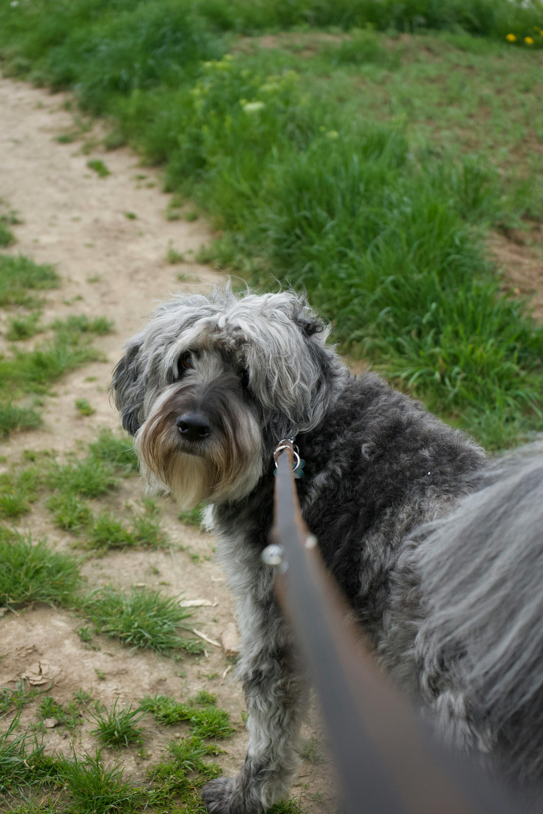 Why Some Dogs Walk Slower Than Others — The Complete Science Guide - The Big Pet Shop