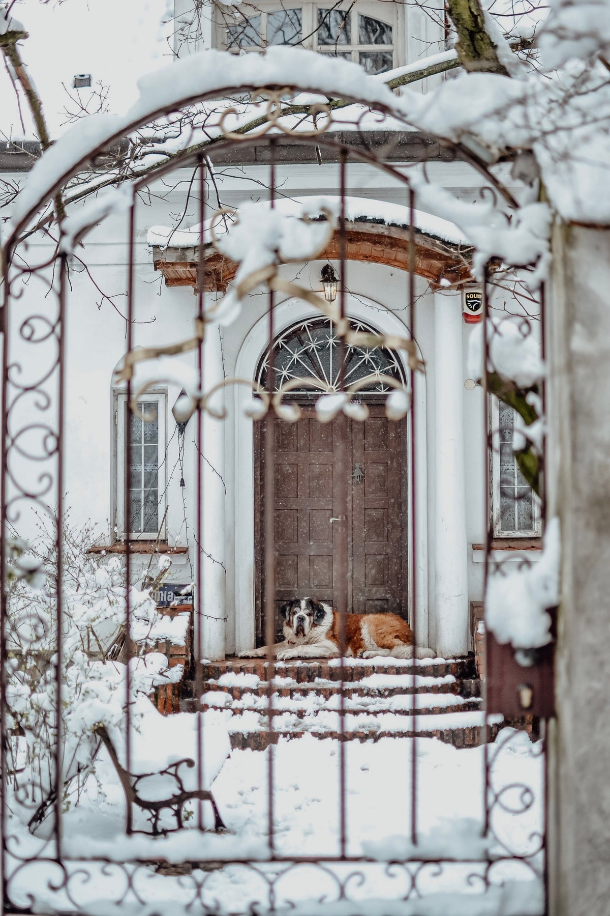 How to Keep an Older Dog Comfortable as Temperatures Drop - The Big Pet Shop
