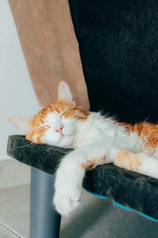 Why Cats Sleep in Strange Places — The Complete Science Guide - The Big Pet Shop