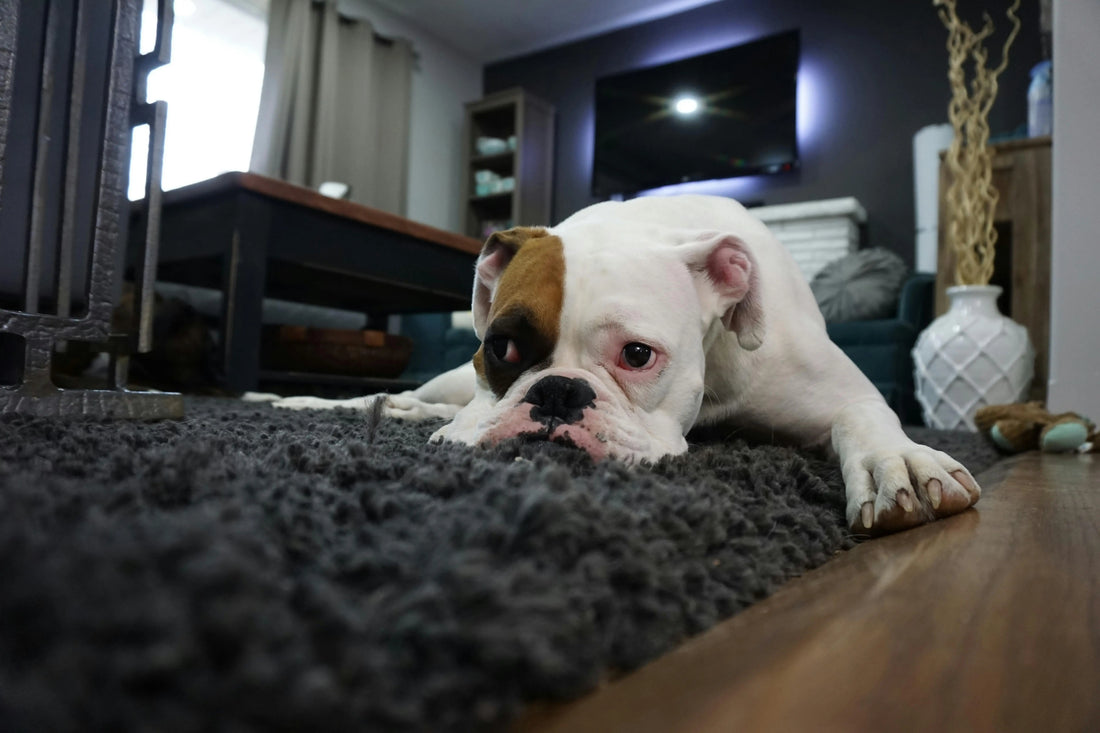 The Silent Alarm: Deconstructing Why Some Dogs Struggle With Being Left Alone - The Big Pet Shop