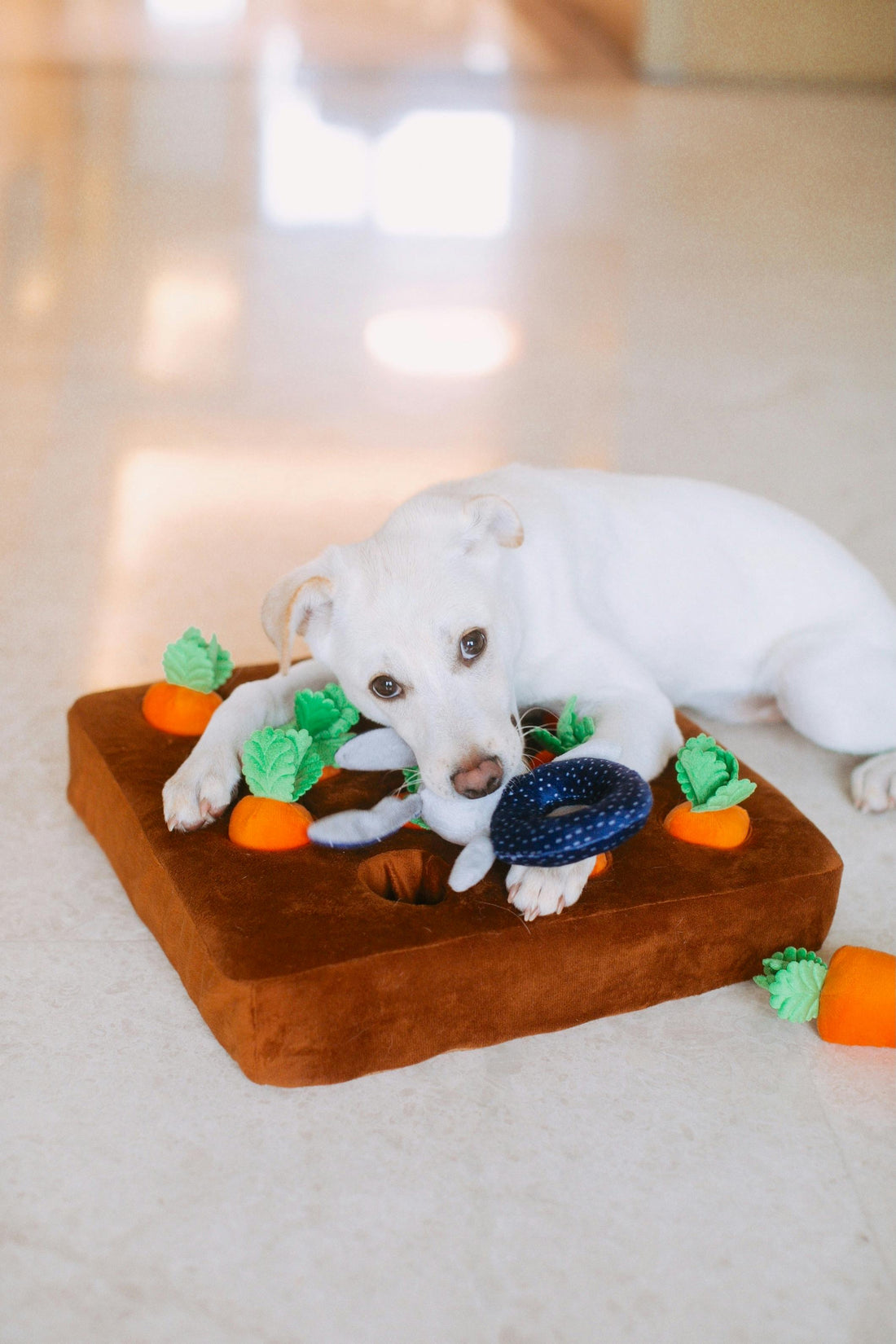 Puzzle Toys for Dogs Explained — The Complete Science Guide - The Big Pet Shop