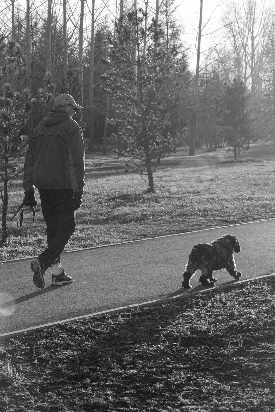 Best Walking Surfaces for Dogs' Joints — The Complete Science Guide - The Big Pet Shop