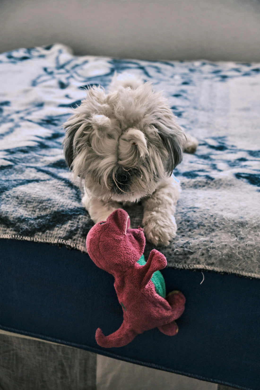 The Indoor Adventure: Mastering Mental Enrichment on Rainy Lancashire Days - The Big Pet Shop