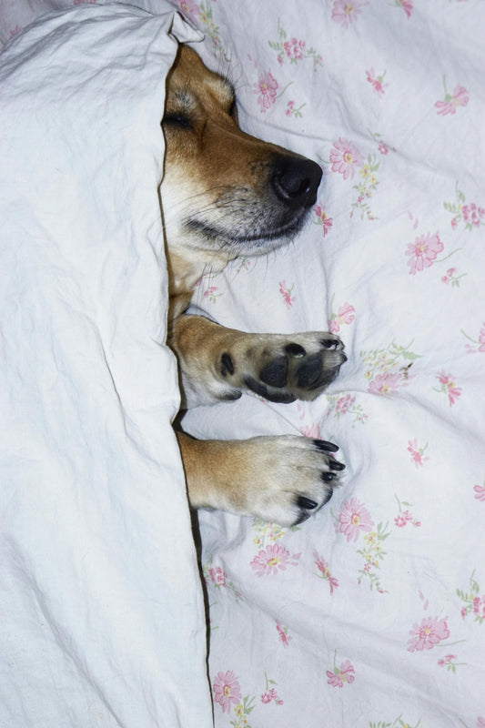 How to Help Dogs Sleep Away From Home — The Complete Science Guide - The Big Pet Shop