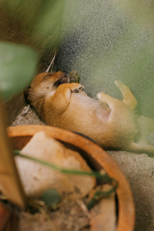 Why Some Dogs Sleep on Their Backs — The Complete Science Guide - The Big Pet Shop