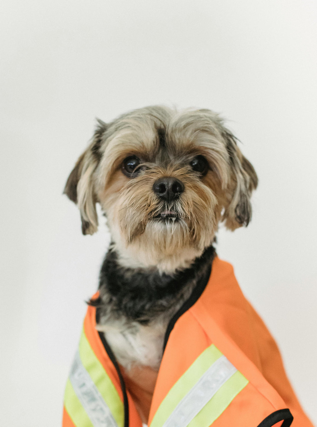 How to Choose Safe Dog Blankets — The Complete Guide - The Big Pet Shop