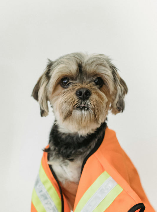 How to Choose Safe Dog Blankets — The Complete Guide - The Big Pet Shop
