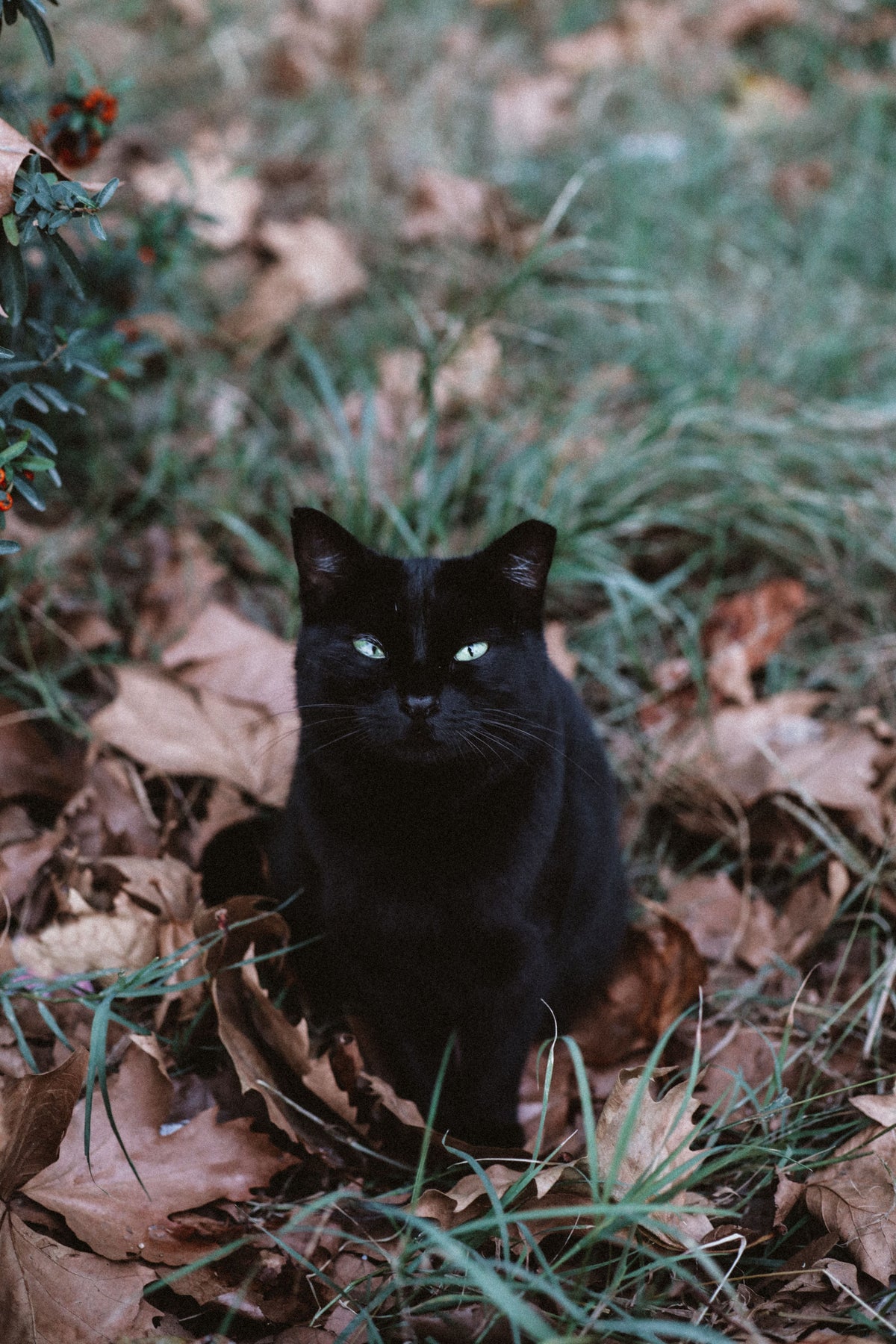 How to Keep Cats Safe and Calm on Halloween - The Big Pet Shop