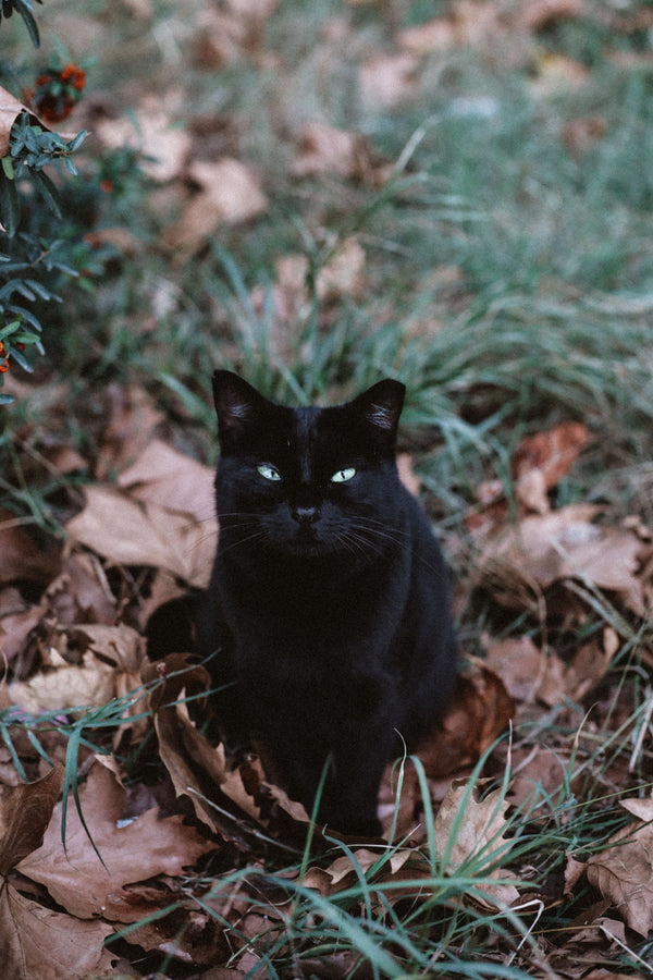 How to Keep Cats Safe and Calm on Halloween - The Big Pet Shop