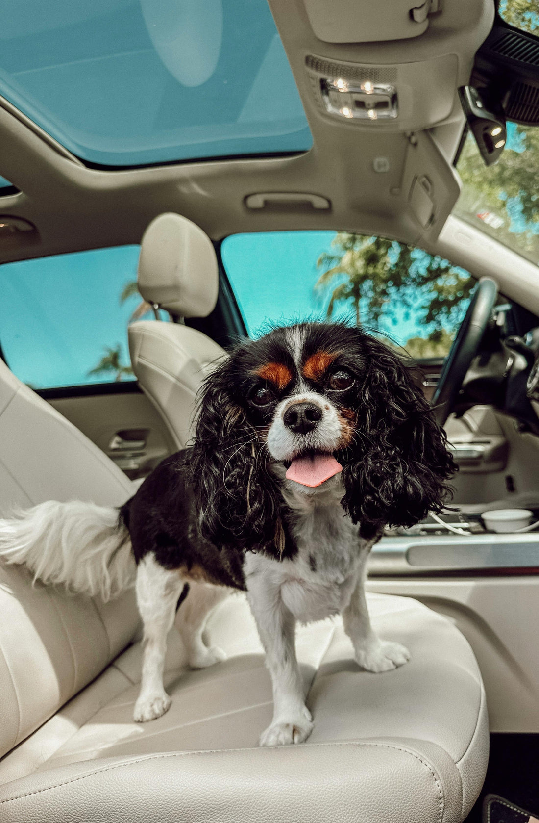 How to Keep Dogs Comfortable During Long Car Trips — The Complete Guide - The Big Pet Shop