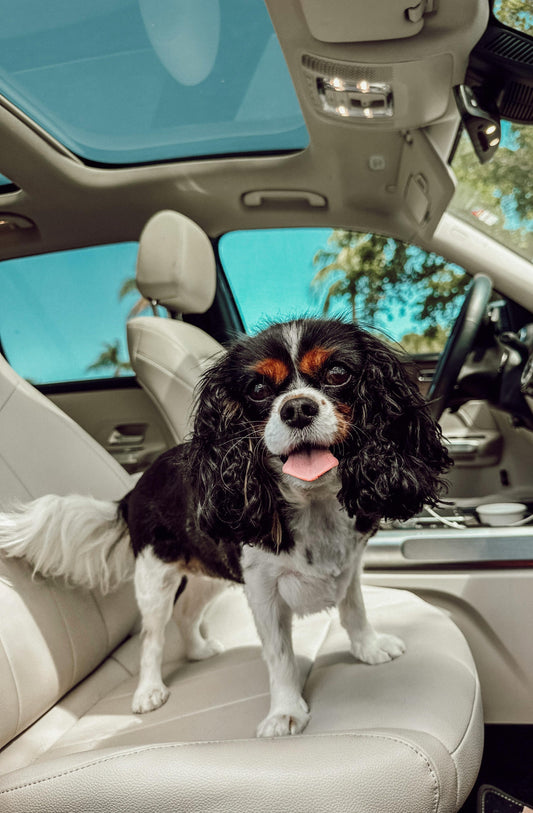 How to Keep Dogs Comfortable During Long Car Trips — The Complete Guide - The Big Pet Shop