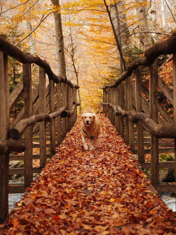 Golden retriever running across a rustic wooden footbridge covered in autumn leaves, surrounded by a colourful forest in fall.